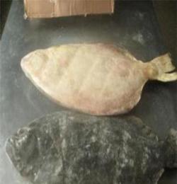 冷冻水产品 渤海野生鱼