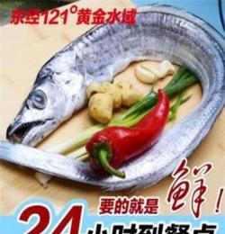 东海野生新鲜带鱼 台州鲜活海鲜批发 水产品活鲜带鱼 一斤49.5元