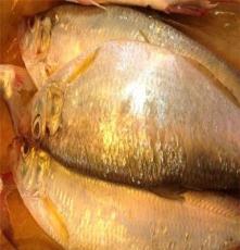 东海野生鳓鱼 新鲜鳓鱼 天然海鲜 台州小网海鲜