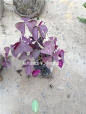 大量供应紫叶醡浆草
