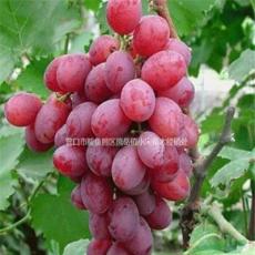 红巴拉葡萄 红巴拉葡萄价格优质葡萄苗批发