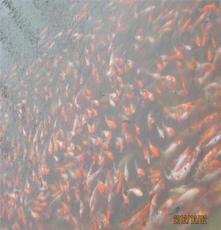 鱼台明珠养殖基地超低价出售红白锦鲤