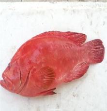 供应南亚放血野生石斑鱼
