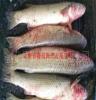 产地批发供应梭鱼 腌制水产品