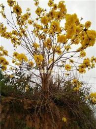 多花风铃木胸径6-15公分 丛生黄花风铃木