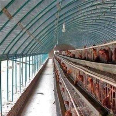 养鸡大棚怎么建 蛋鸡养殖大棚骨架 肉鸡养殖大棚造价