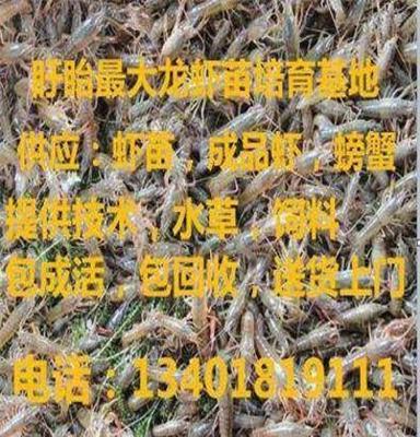 江永 沭阳县龙虾苗批发批发商