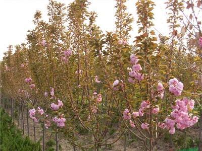 别名仙樱花 福岛樱 青肤樱 荆挑 山樱花 恨岛樱 樱花报价