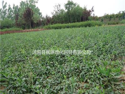 2019年江蘇扶芳藤 大葉扶芳藤 小葉扶芳藤新報(bào)價(jià)