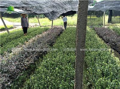 紫鹃价格_紫鹃图片_紫鹃产地_紫鹃绿化苗木苗圃基地