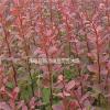 苗圃供应各种红叶小檗  红叶小檗价格  庭院绿化工程苗木