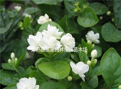 特价20万棵茉莉花盆栽，带花苞。