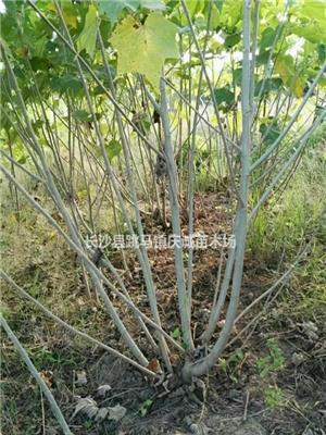 常年供应：芙蓉花，丛生木芙蓉，单杆木芙蓉花