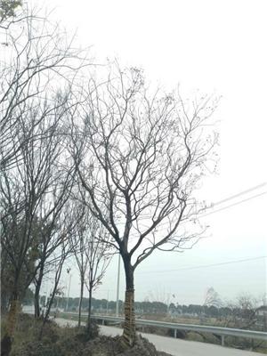 江苏地区供应一批25-32公分朴树，树形优美