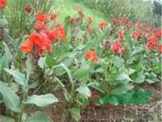 湖南多年生草本植物美人蕉红色 净化空气