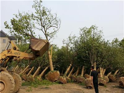 大型香樟基地 泗安香樟 江浙沪地区*选