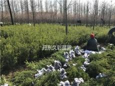 大量供應出售朝鮮黃楊-耐寒朝鮮黃楊-朝鮮黃楊基地-黃楊批發