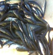 禹盛黑鱼，黑鱼苗长期出售