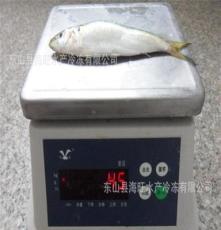 福建粗加工冷冻水产品 冻沙丁鱼/鰛鱼罐头鰮原料 150-190条/件
