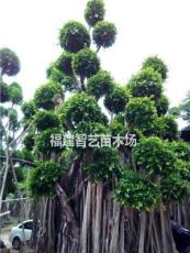 福建造型榕树2～7米