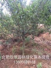 合肥供应1-12公分垂丝海棠、安徽合肥供应1-10公分红枫、