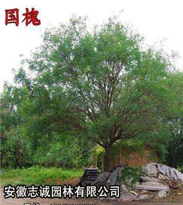 安徽肥西供应：石楠、垂柳、国槐、皂角、红叶李、枸树、枇杷