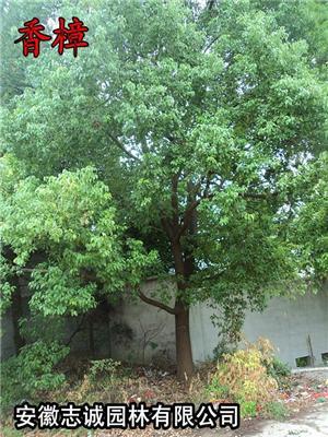 重阳木，大叶女贞，紫薇，桂花，榔榆，红叶李，香樟，元宝枫等