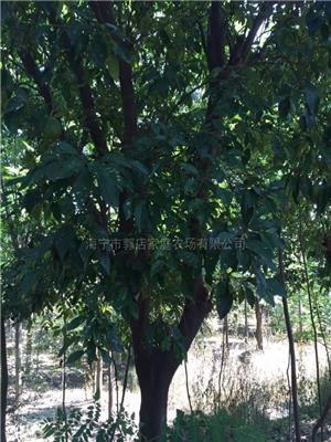 移植香泡3报价/浙江移植香泡3报价