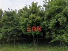 河南省绿尚园林有限公司出售三角枫