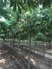河南省綠尚園林有限公司安徽阜陽基地出售7到10公分七葉樹