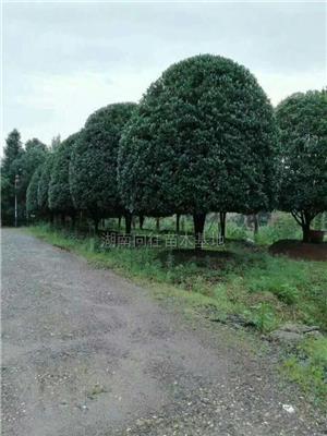 湖南桂花2介绍