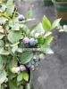 浙江地区供应二加仑蓝莓