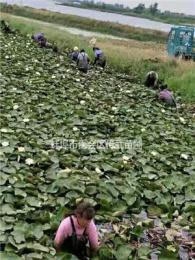 杭州供应睡莲100万棵，荷花300万棵，自产自销
