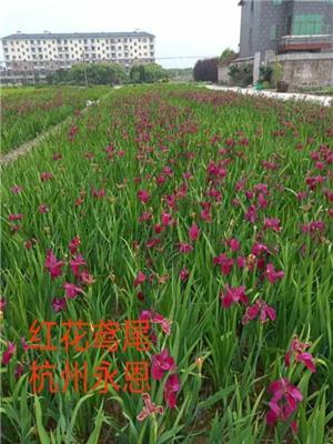 水生植物，沉水植物，观赏草，浙江杭州萧山水生鸢尾