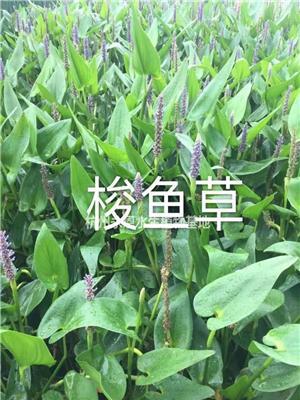 精品水生梭鱼草/优质梭鱼草行情/杭州梭鱼草报价