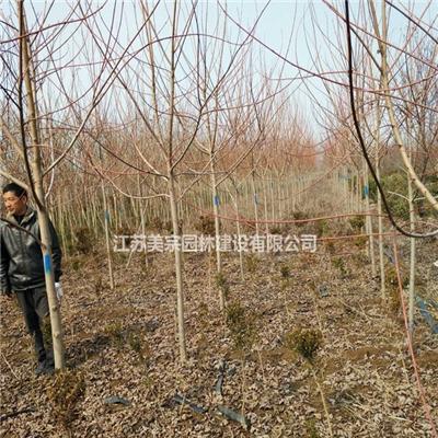 美国红枫价格_美国红枫图片_美国红枫产地_美国红枫绿化苗木