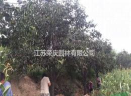 江苏常年供应规格25公分~60公分柿子树