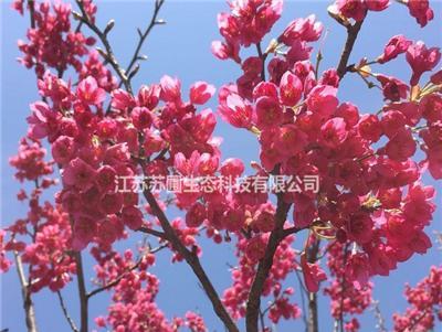 中国红樱花种植要点