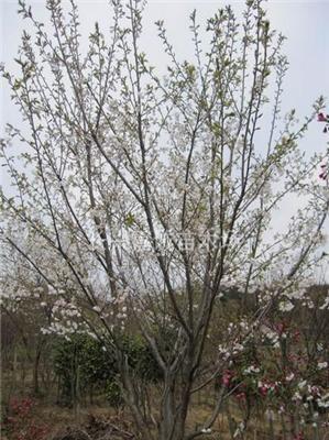 日本樱花，染井吉野樱，染井吉野樱供应，染井吉野樱价格