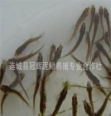 台湾泥鳅苗