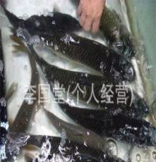 鄂州水特产草鱼大量批发，鲜活水产品