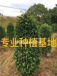 福建垂葉榕柱批發 垂葉榕報價 垂葉榕柱子價格