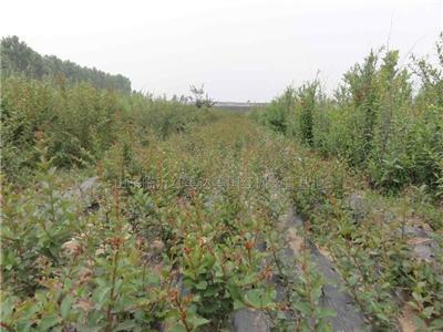 红花紫薇小苗报价/山东红花紫薇小苗报价