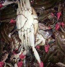 莱州湾海捕野生梭子蟹，大籽蟹，红膏蟹，公蟹品质保证
