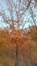 蒙古栎，胸径35公分的蒙古栎价格，蒙古栎供应，蒙古栎价格