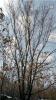 蒙古栎，2018年丛生蒙古栎价格，6-25公分丛生蒙古栎供应
