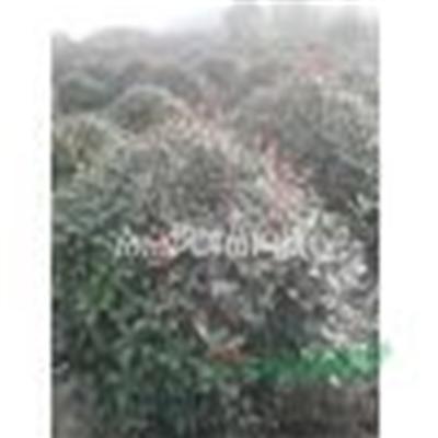 南京红叶石楠球苗圃60-80公分冠幅的价格