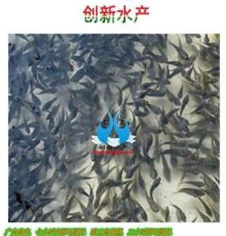 珠海桂魚苗購買 桂花魚魚苗挑選_港興魚苗 鮮活水產品