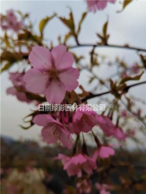 日照大寒枝垂樱花 今年大寒枝垂樱花价格 大寒枝垂樱哪里有卖