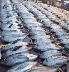 深海远洋大目黄鳍金枪鱼 吞拿鱼刺身 新鲜 整条鱼出售（需预定）